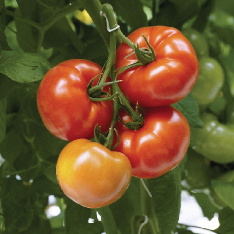 Geronimo F1 Beefsteak Tomato Seeds