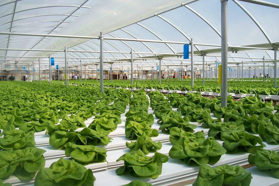 Pre-Recorded Grower's School Digital Workshop