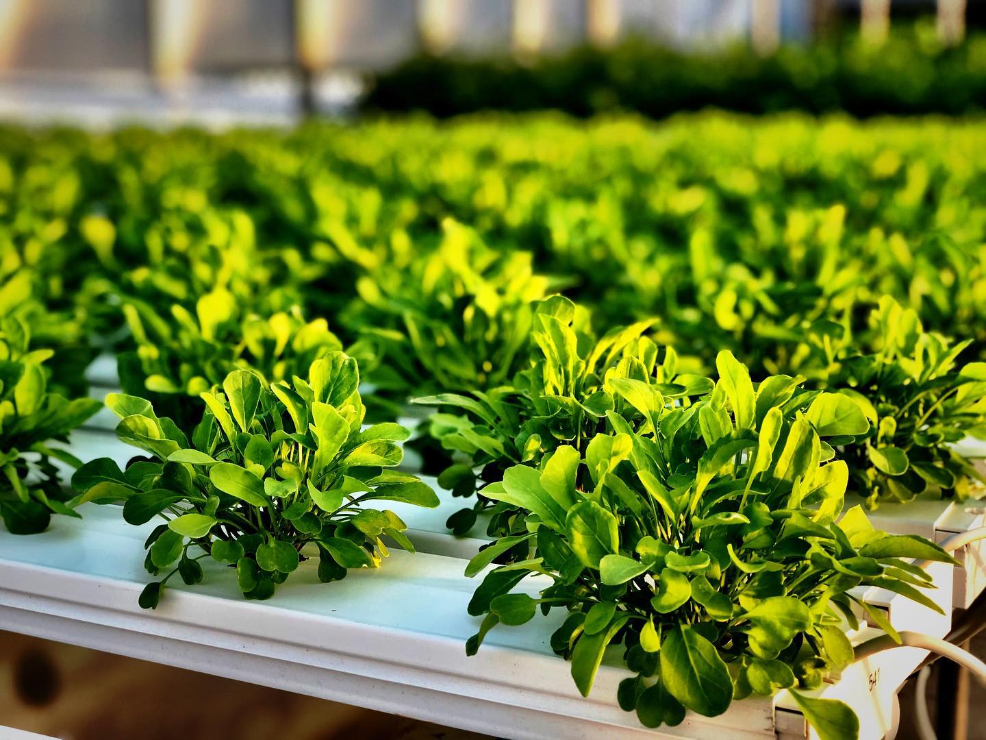 Greenhouses & Equipment