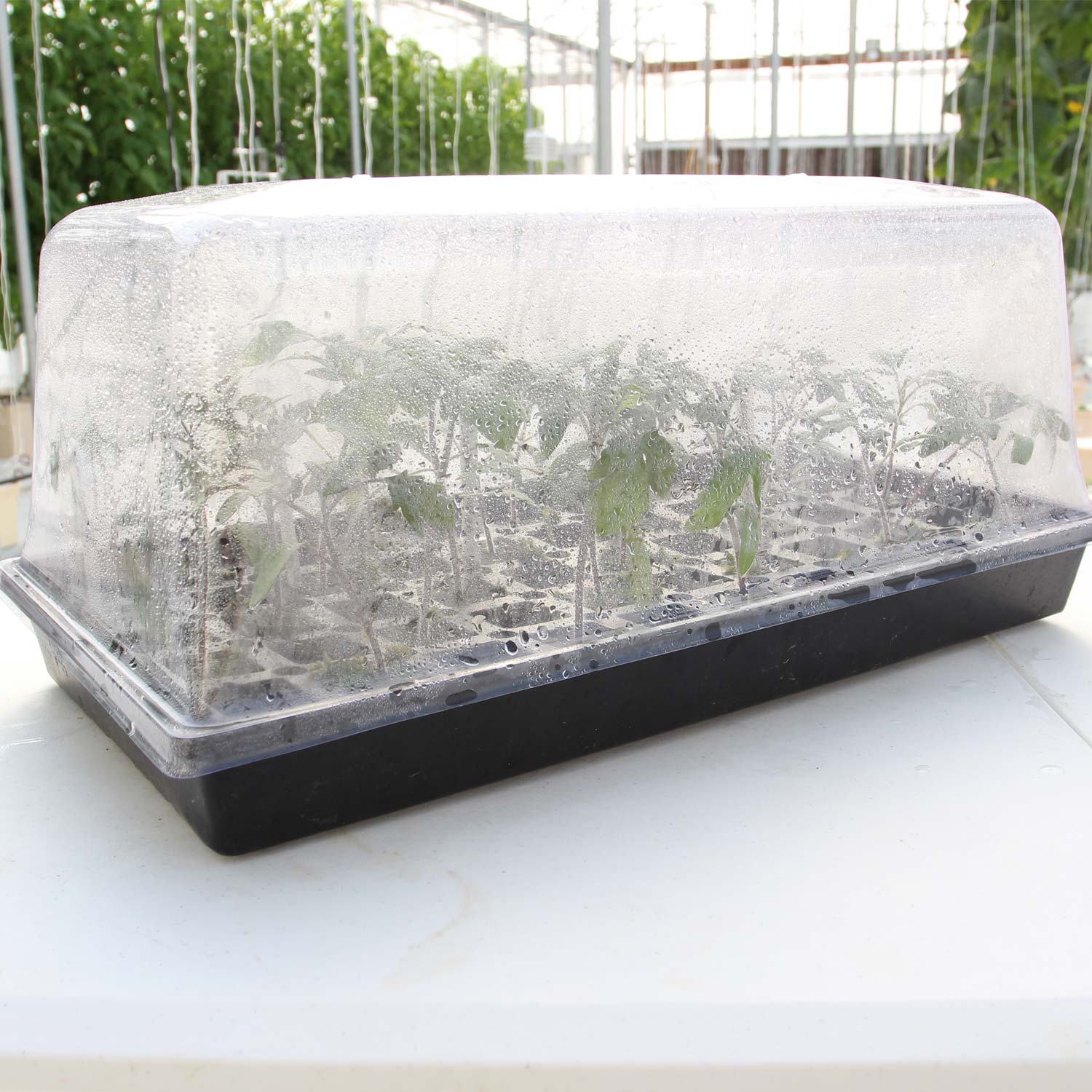 plant pot with humidity dome 7 Inch Humidity Dome
