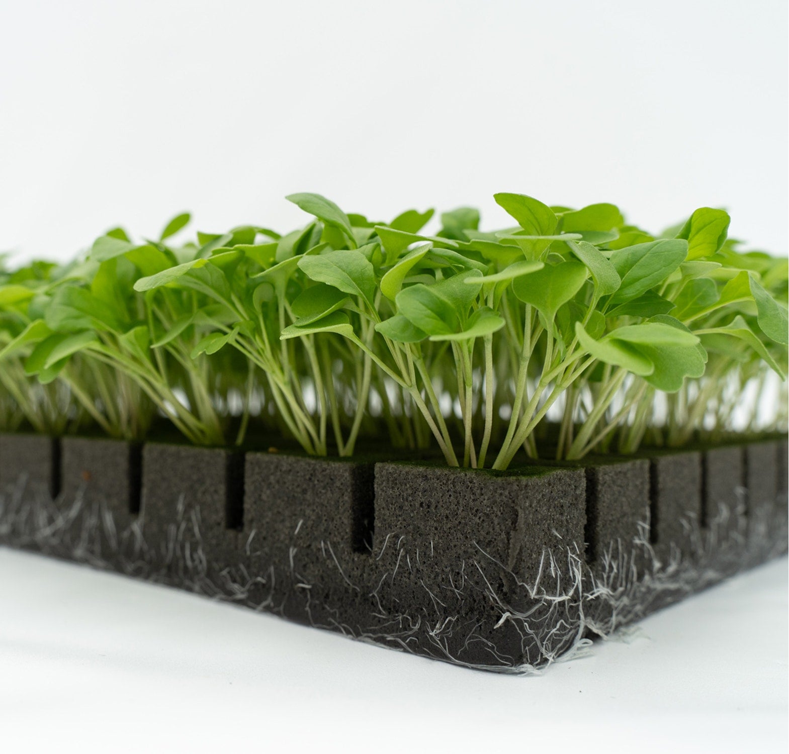 Oasis AeroSelect® 276 CT PlugSheet — Case of 20 Sheets