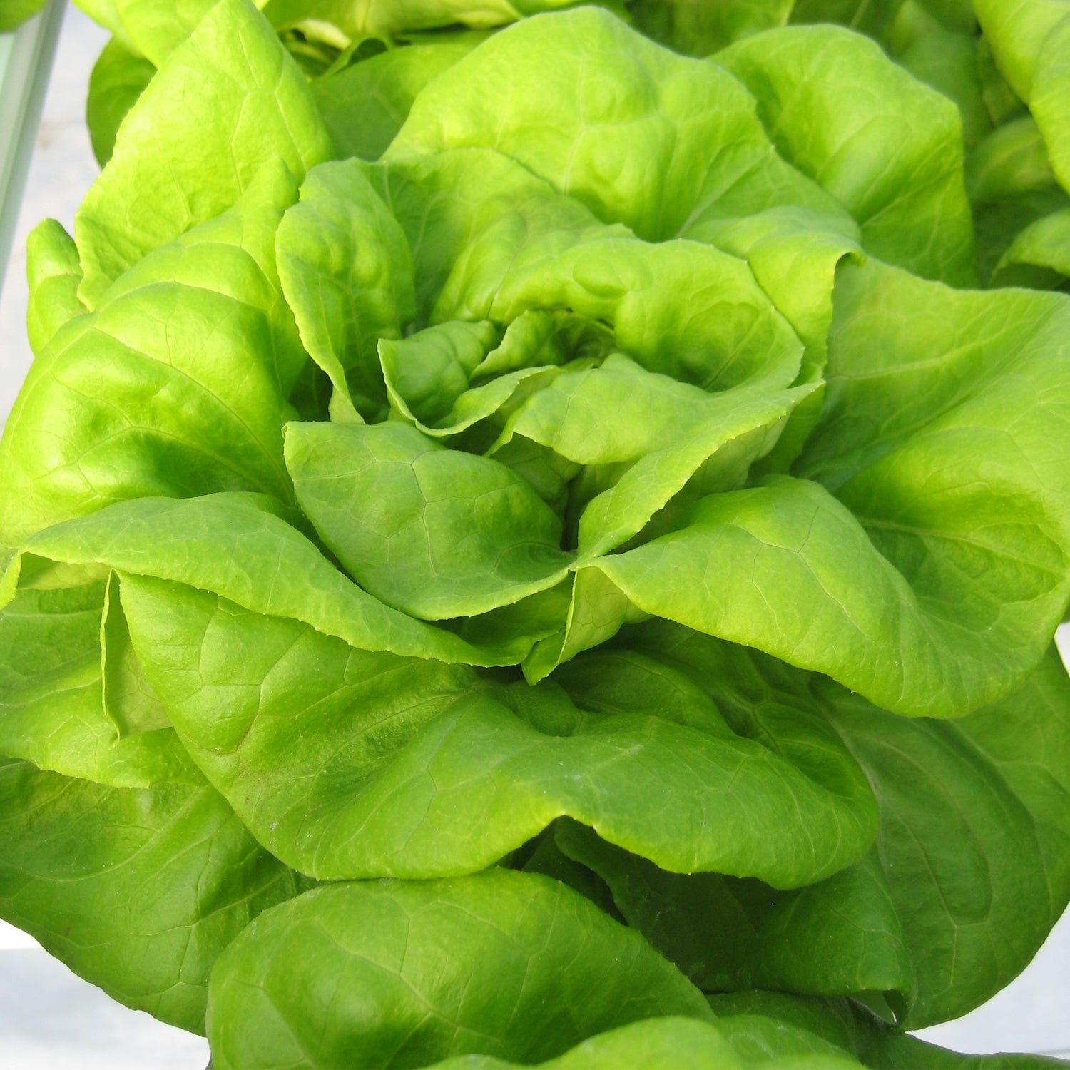 Alexandria F1 Butterhead Lettuce Seeds