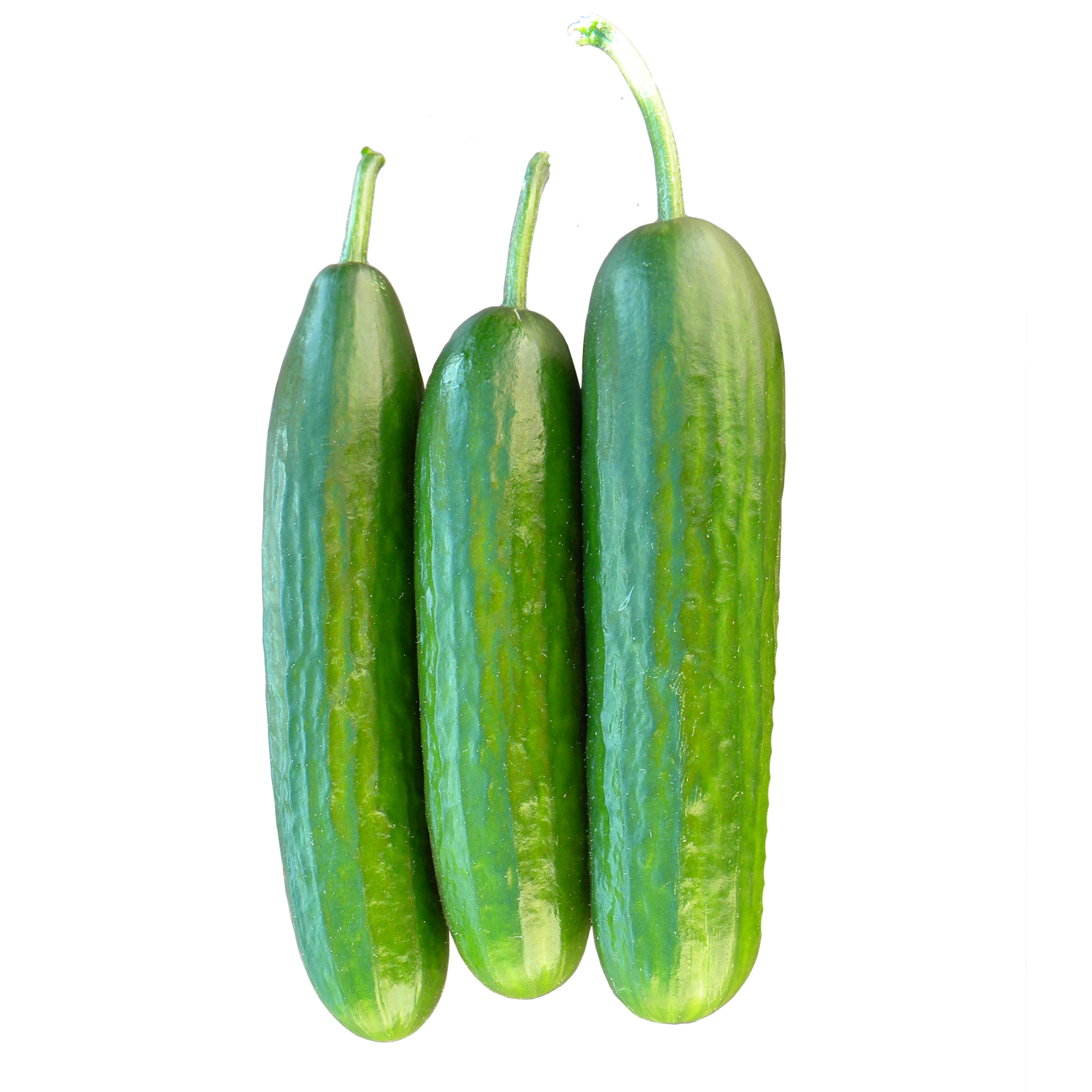 Manar F1 Cucumber Seeds