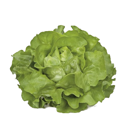 Flandria Butterhead Lettuce Seeds
