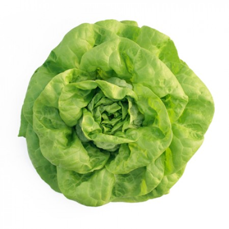 Gardia Butterhead Lettuce Seeds