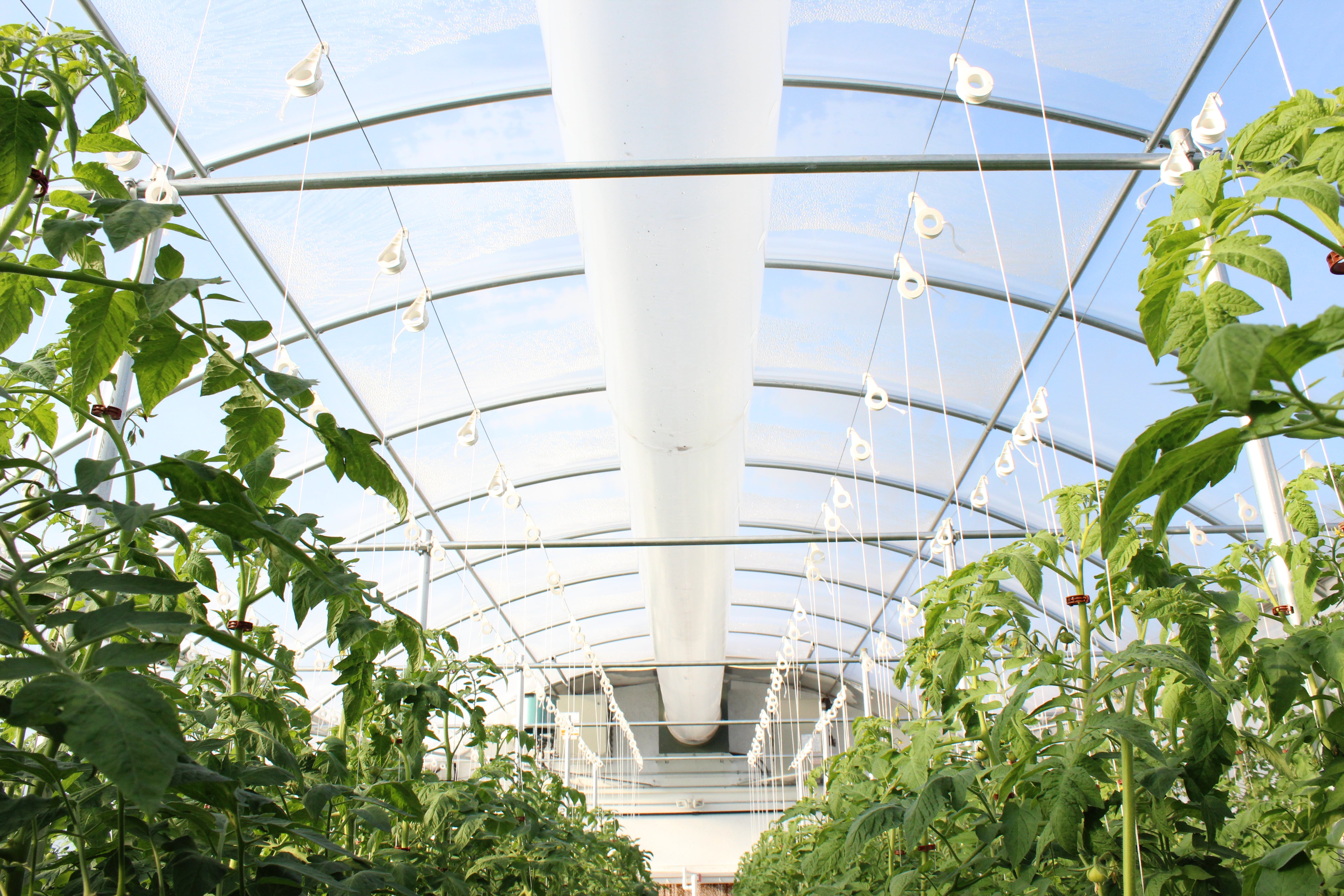 The Salvation Army teaches children how to grow indoors