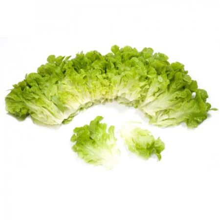 Kiribati F1 Oakleaf Lettuce Seeds