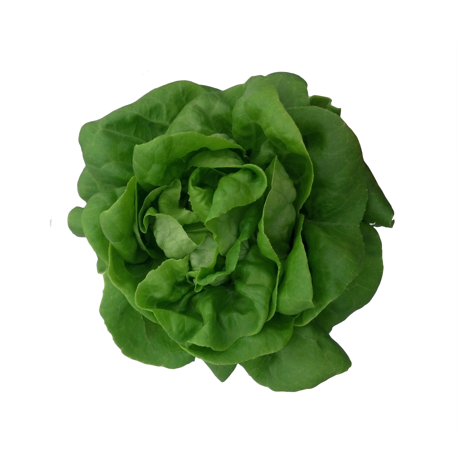 Rex Butterhead Lettuce Seeds