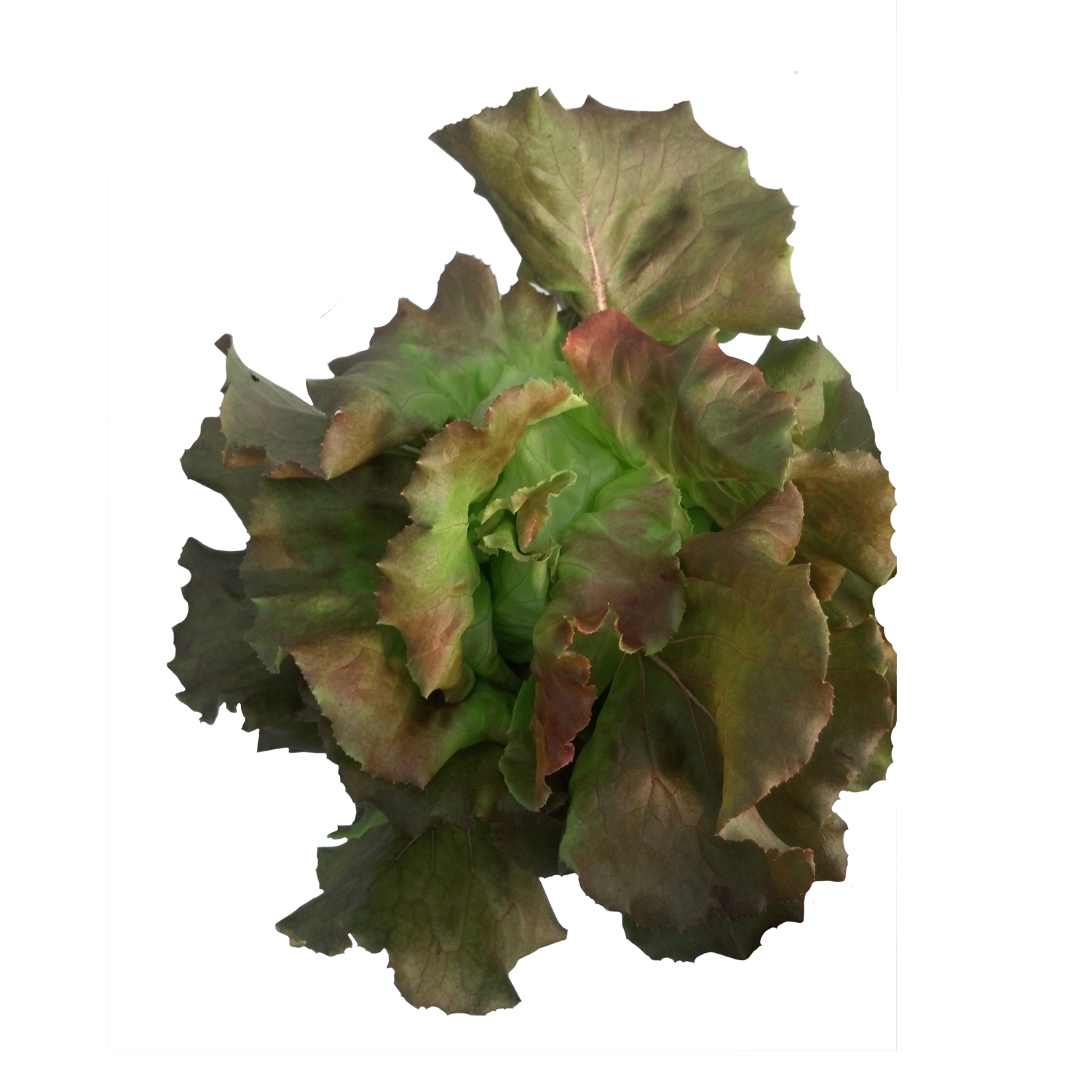 Skyphos Butterhead Lettuce Seeds