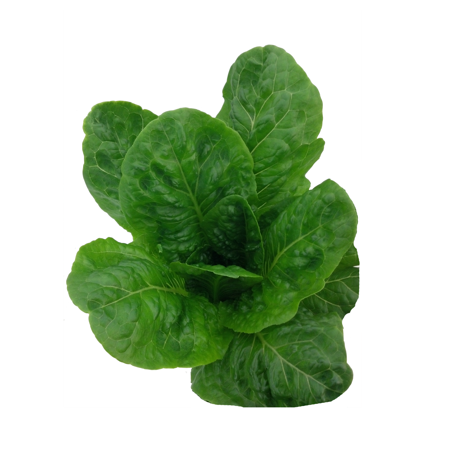 Salvius Romaine Lettuce Seeds