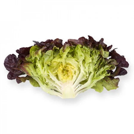 Rouxai RZ Oakleaf Lettuce Seeds