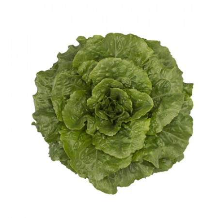 Tacitus F1 Romaine Lettuce Seeds