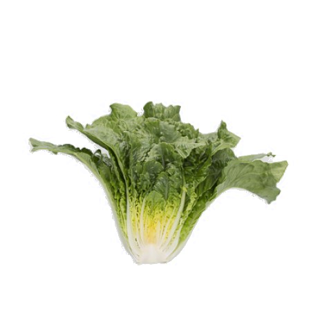 Tacitus F1 Romaine Lettuce Seeds