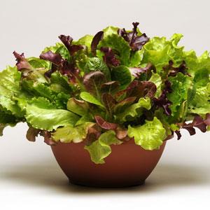Endless Summer Lettuce Seed Mix