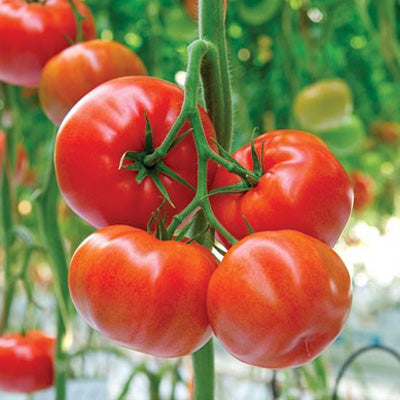 Foronti F1 Beefsteak Tomato Seeds