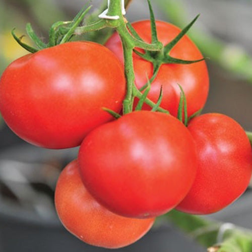 Tomimaru Muchoo Pink Beefsteak Tomato Seeds