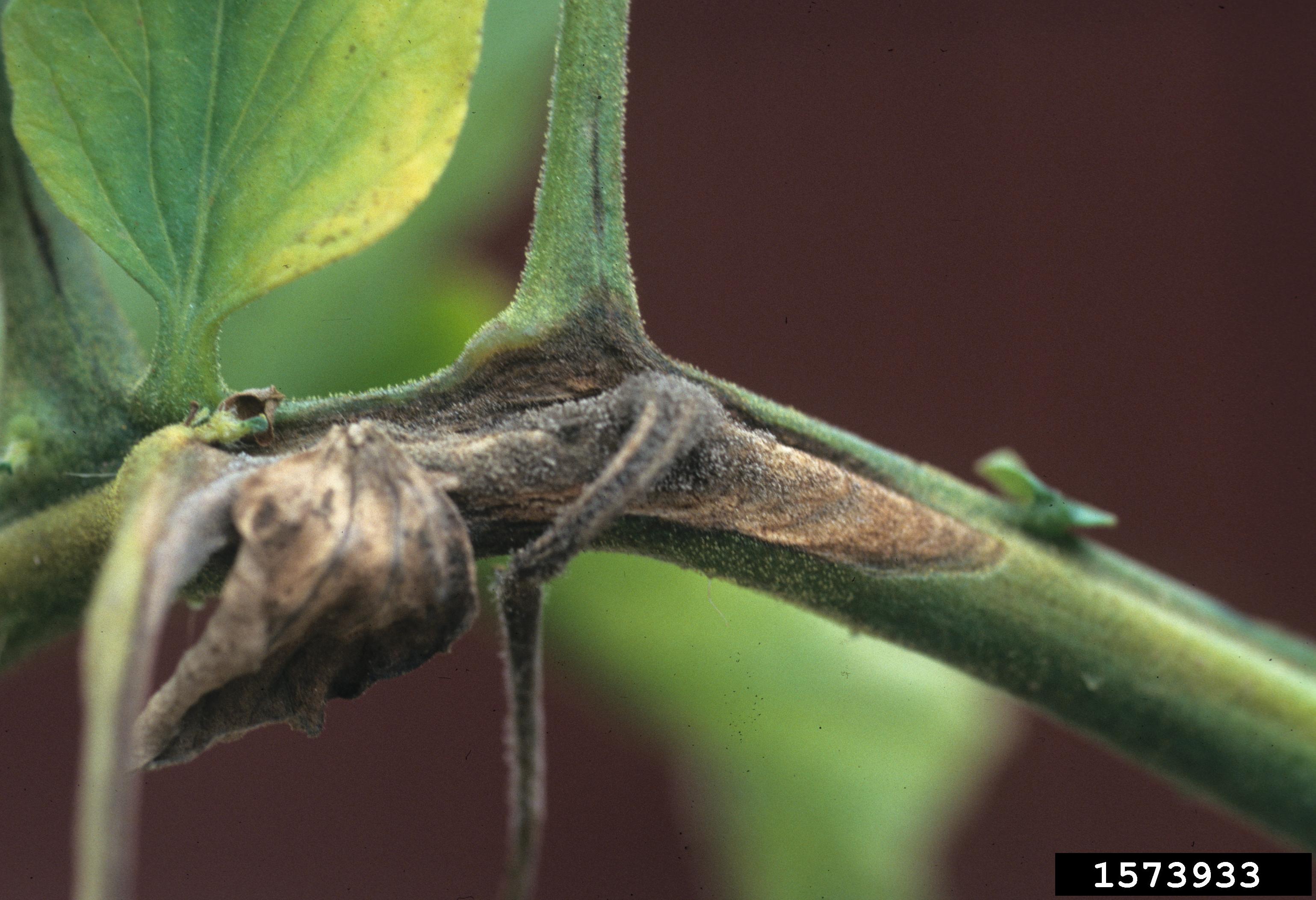 Battling Botrytis