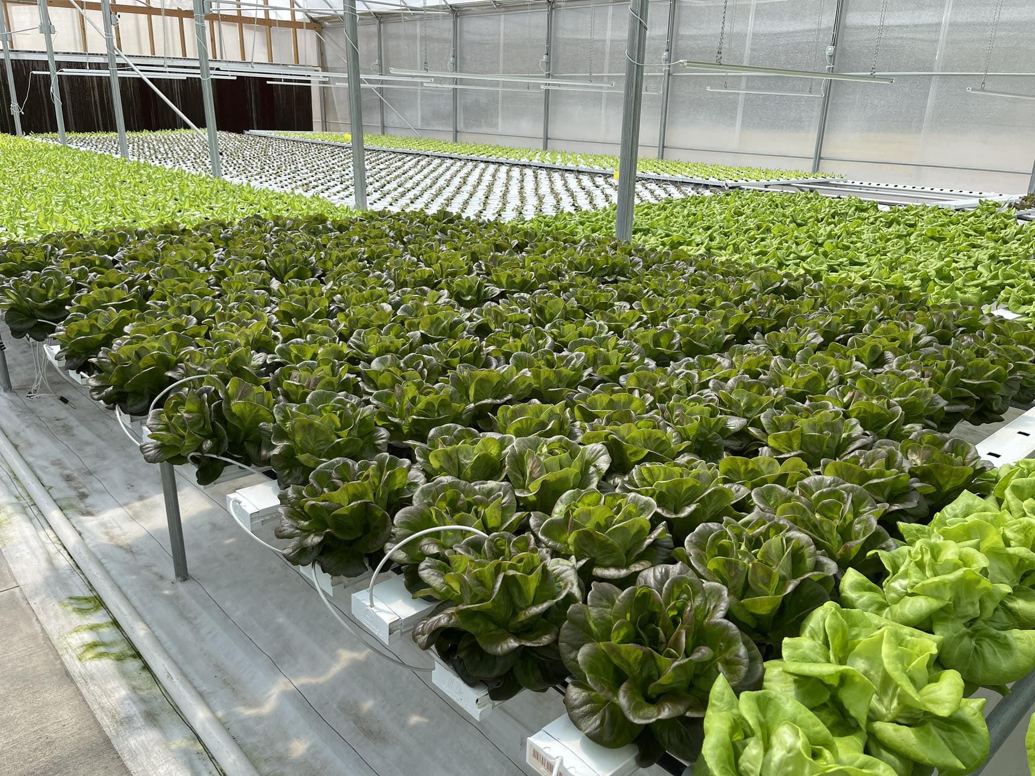 NFT Production of Lettuce