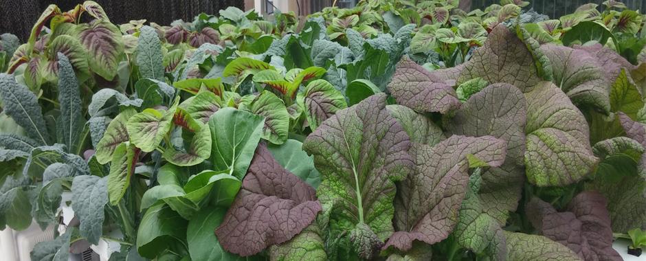 Branching out with Brassicas - Summer trial in NFT production in Ohio