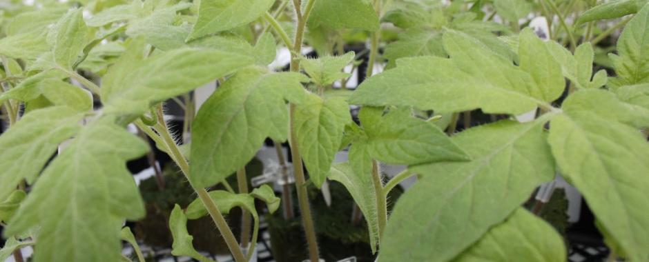 An Introduction to the Topic of Grafting in Greenhouse Tomatoes