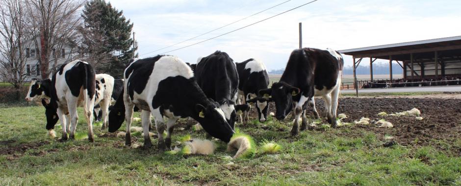 Selecting a Growing Structure for Fodder Production