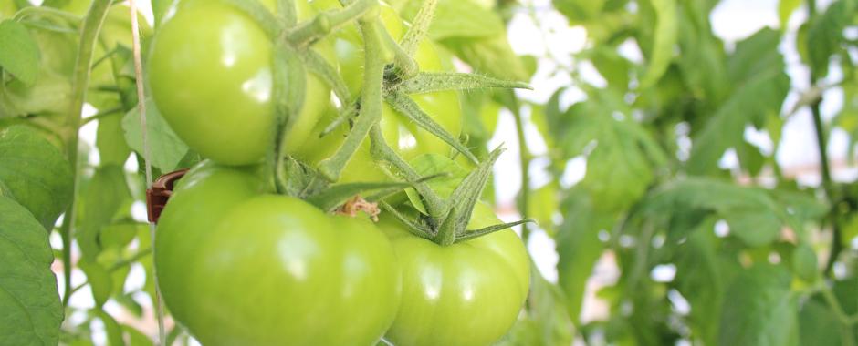 2014 Tomato Trials- Summer Sneak Peak