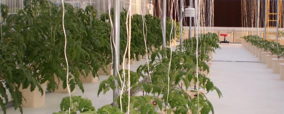 An Introduction to the Process of Grafting in Greenhouse Tomatoes- Part 1