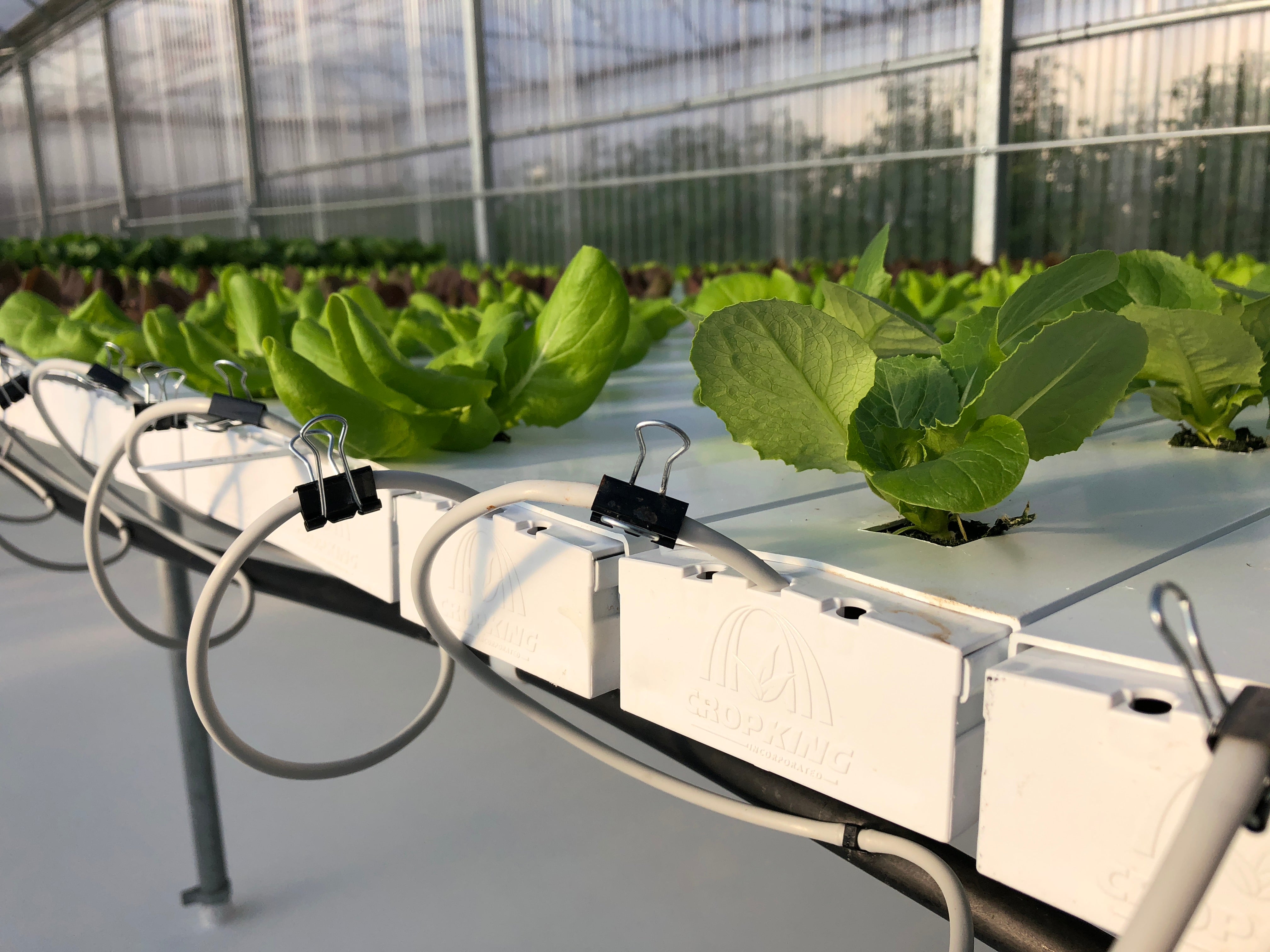 Part 2: Rapid Relative Humidity Decreases in the Greenhouse