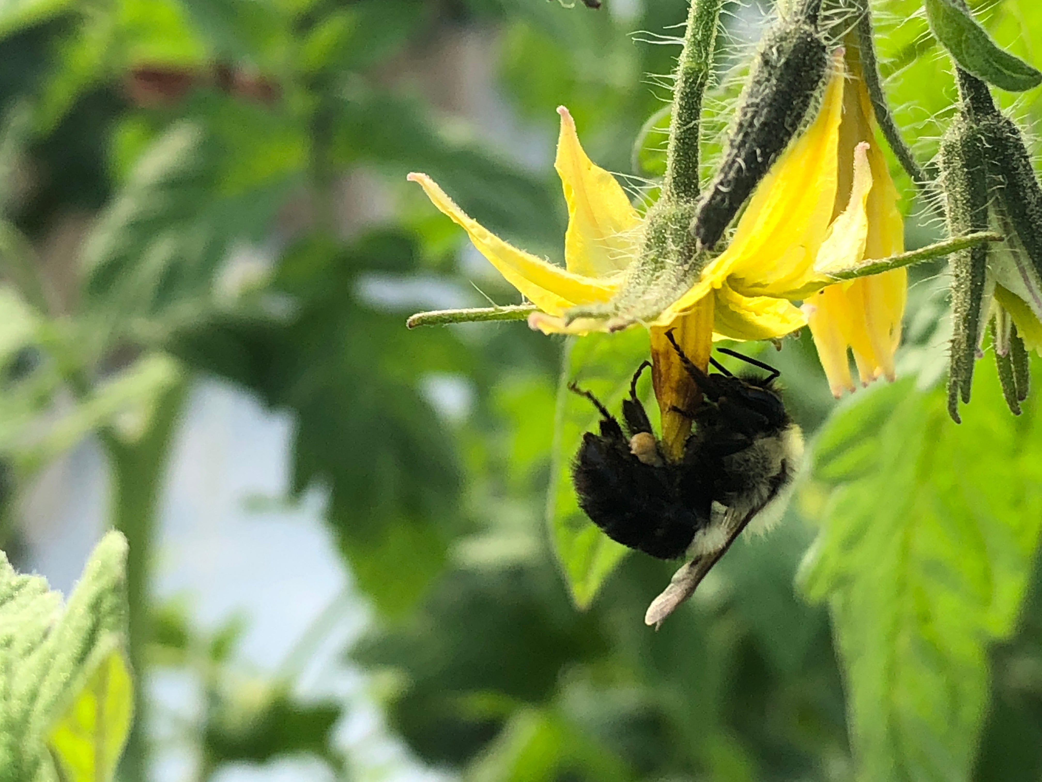 Bumbling in the Greenhouse – All about the B’s