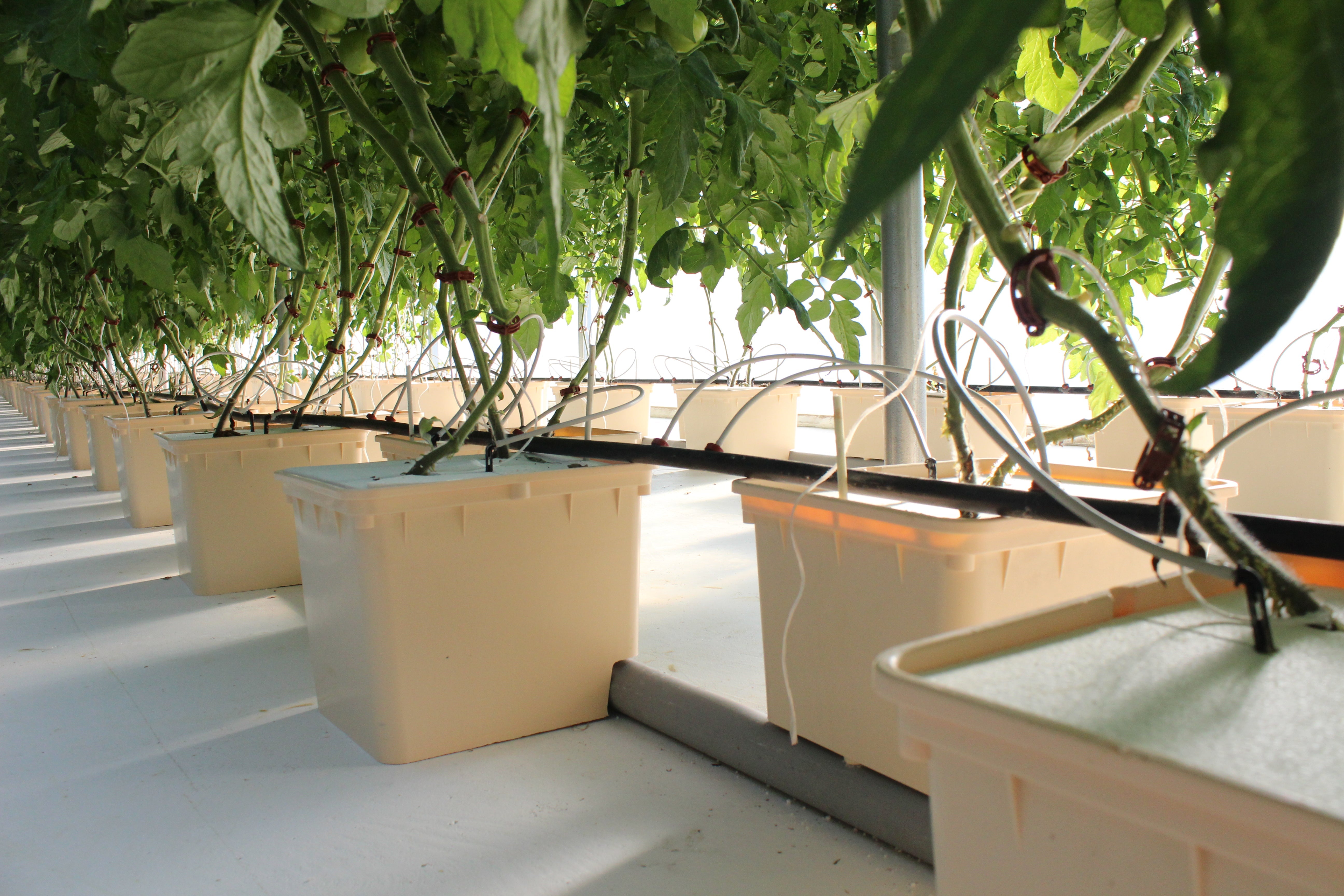 Growing Tomatoes in Soilless Culture