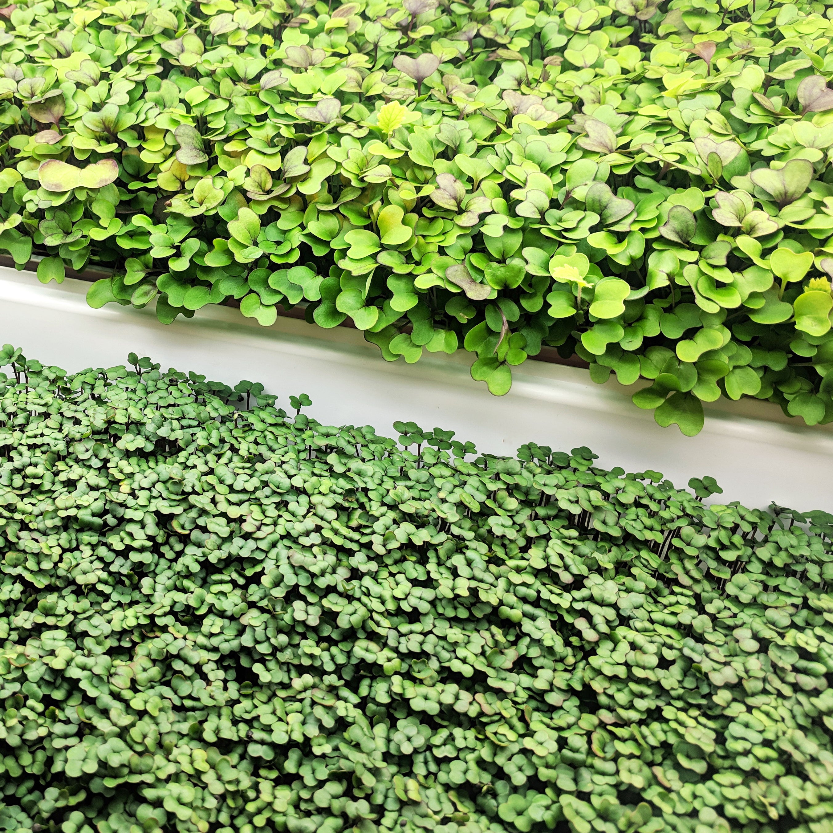 How-To: Microgreen Growing