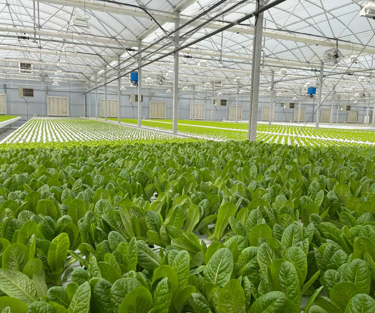 Spring to Summer Romaine Lettuce Trial