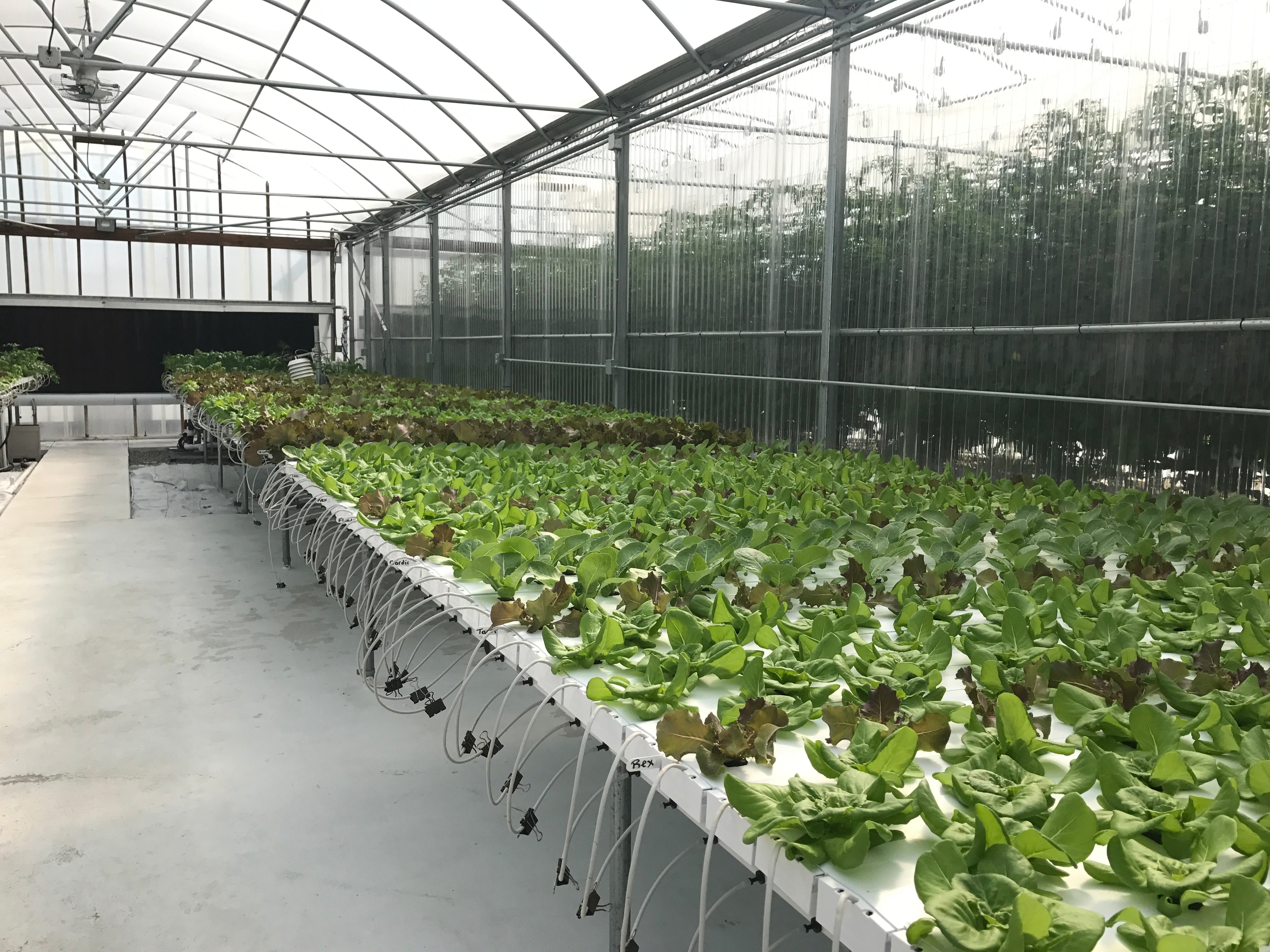 Greenhouse Cleaning & Sanitizing