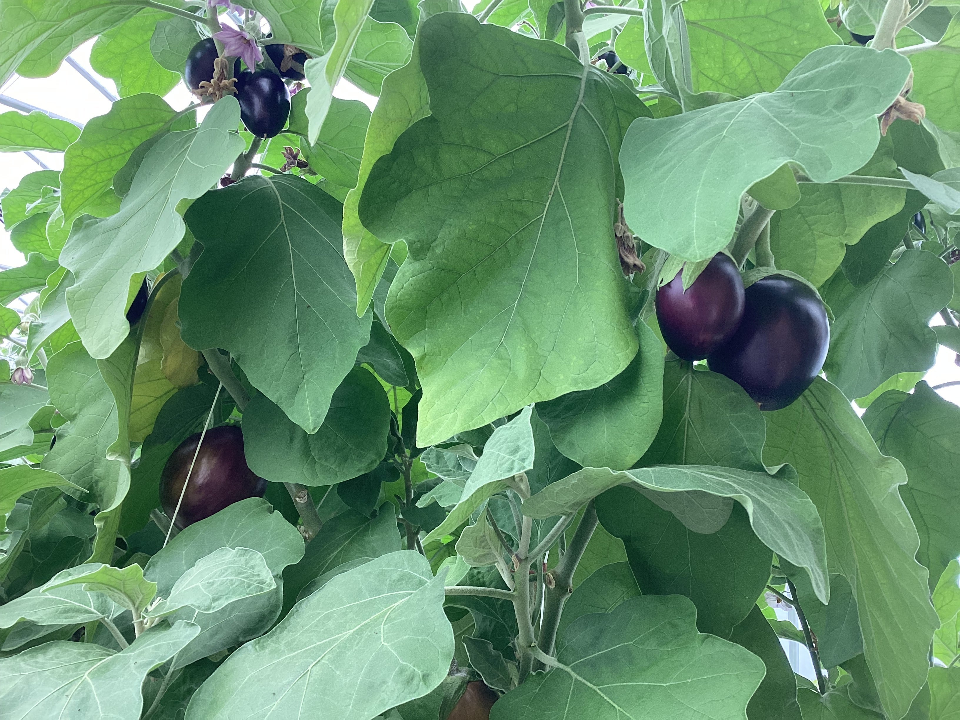 From Ascension Island to Kentucky — Building Calavera Farms with Passion and Purpose