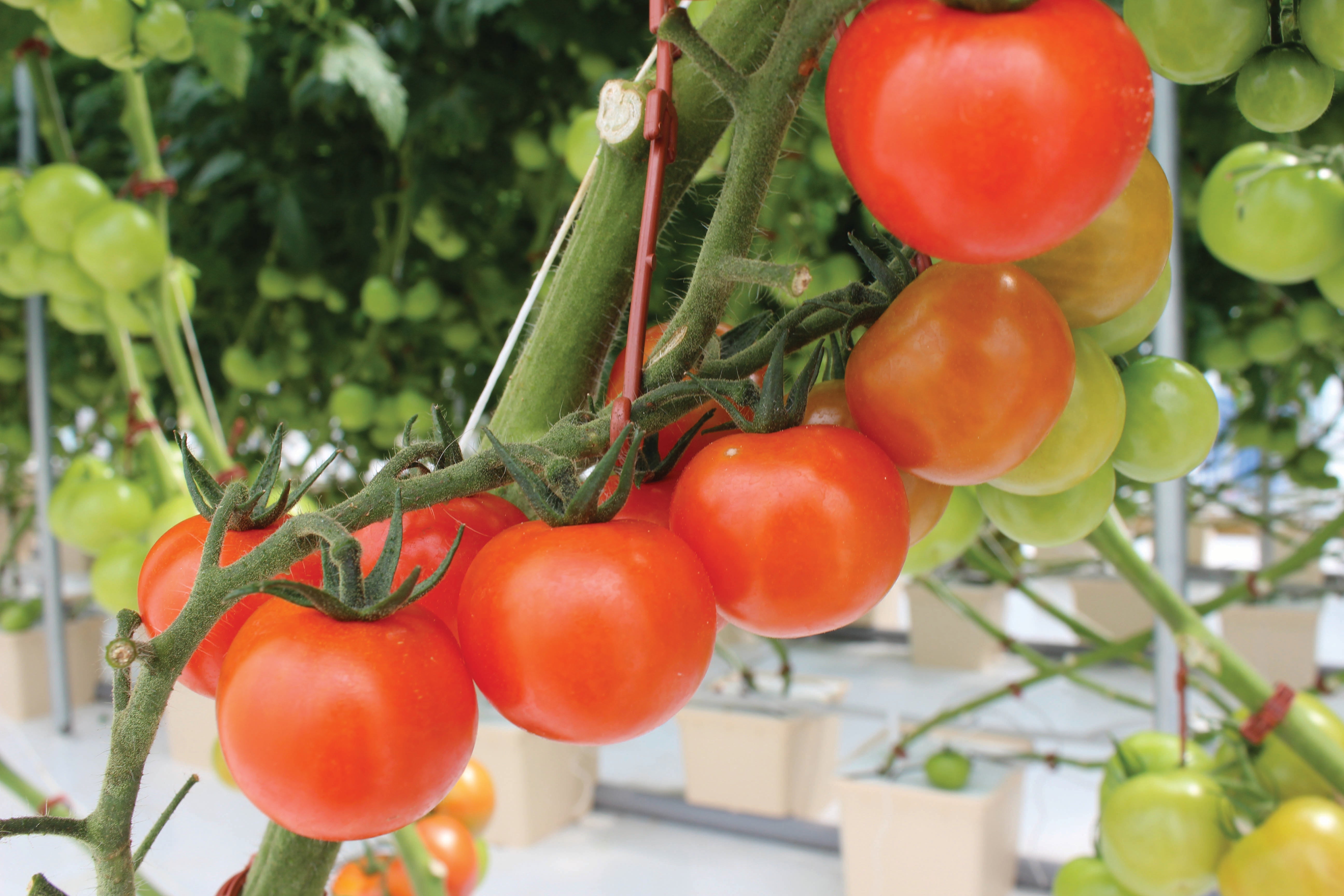 Tomatoes in Perlite