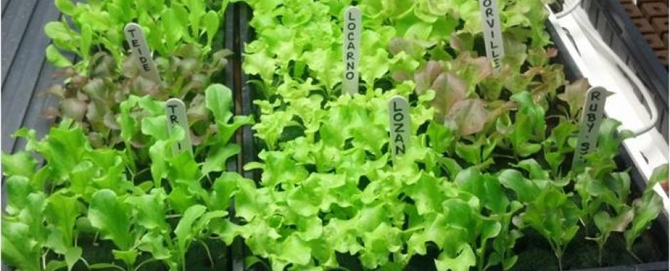 Late Fall to Spring Leaf Lettuce Trial