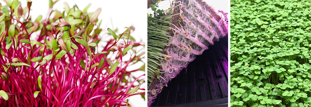 Microgreen Seed Density Charts