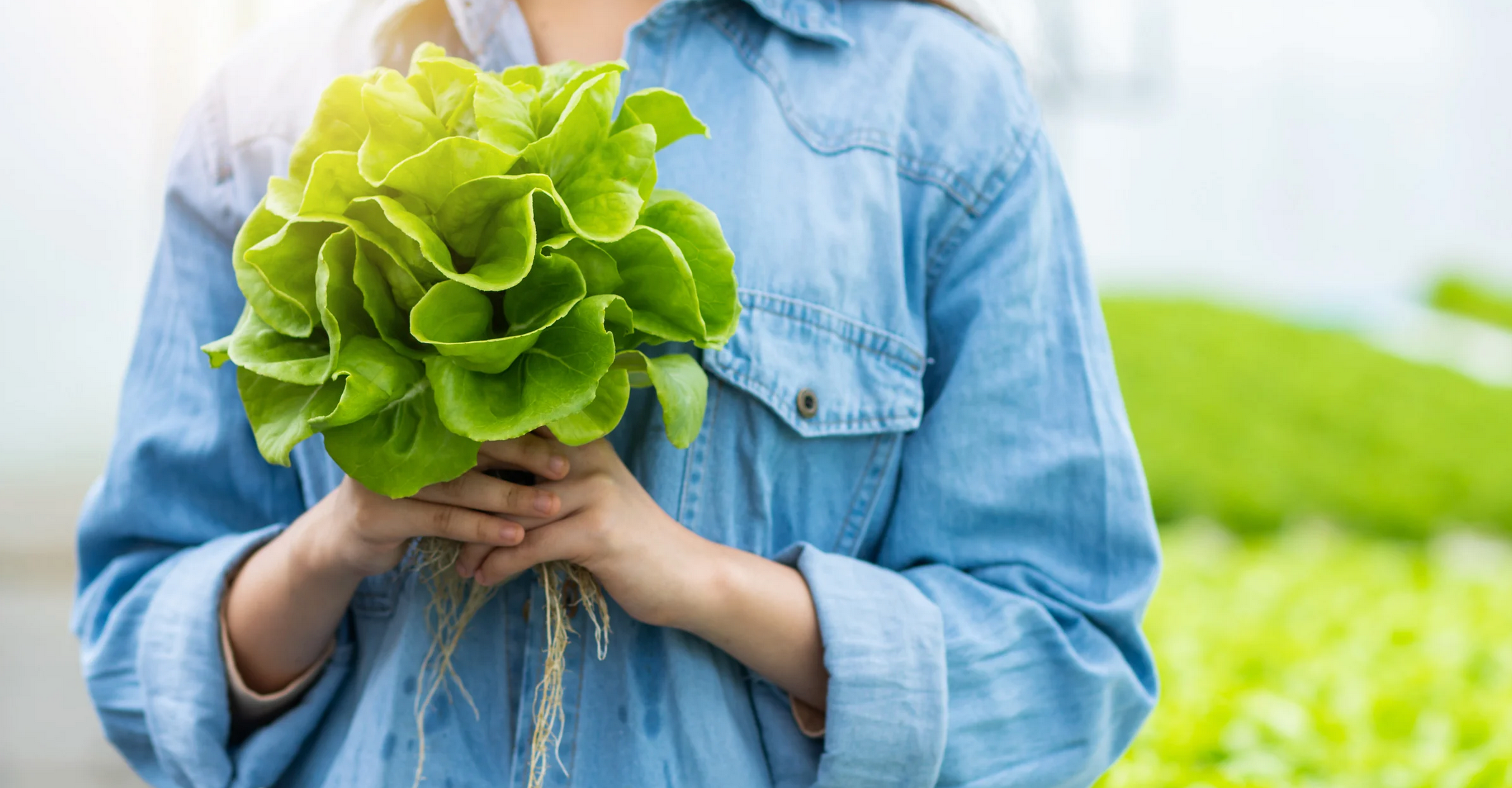 Hydroponic Marketing