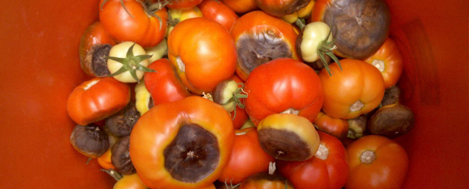 Blossom End Rot in Hydroponic Tomatoes and Peppers