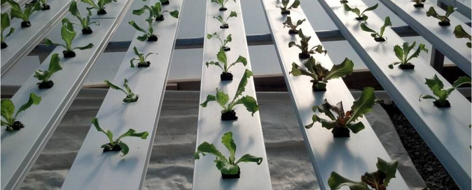 Investigating iceberg lettuce in the hydroponic greenhouse –  2013 Trial, Part 1