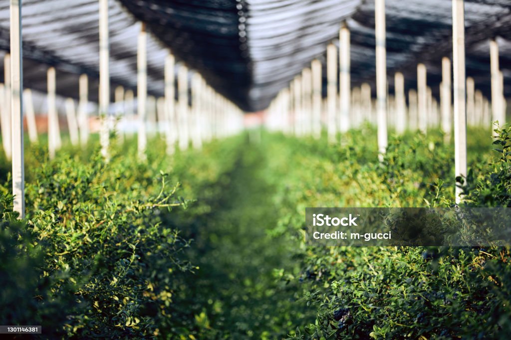 Cultivars for hobby Greenhouse Production