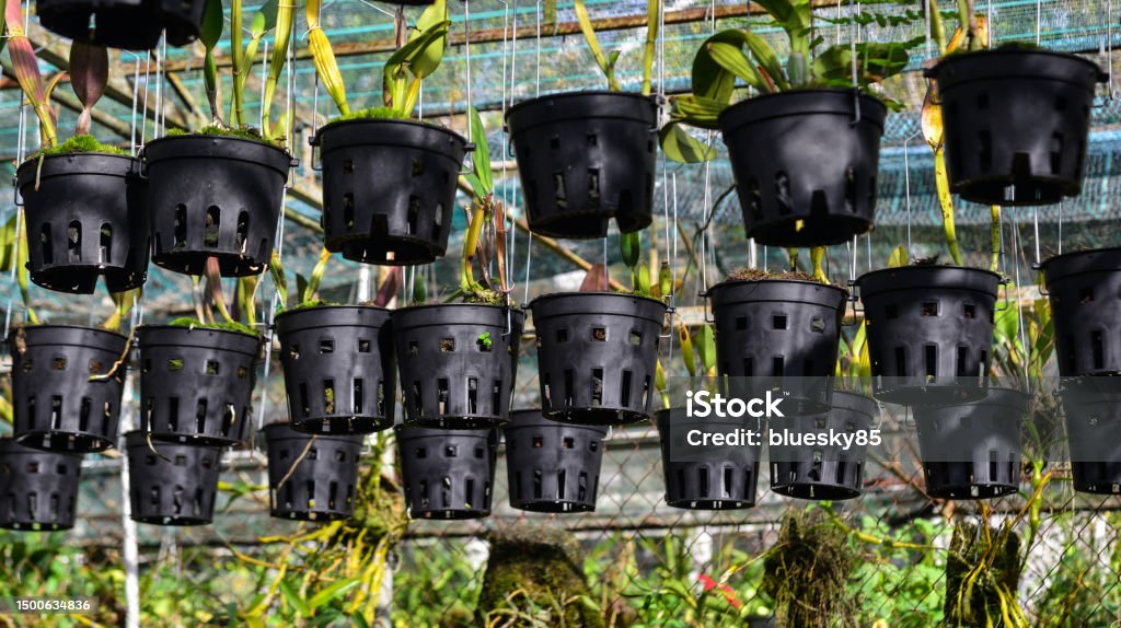 Hobby Dutch Bucket Plant Production System