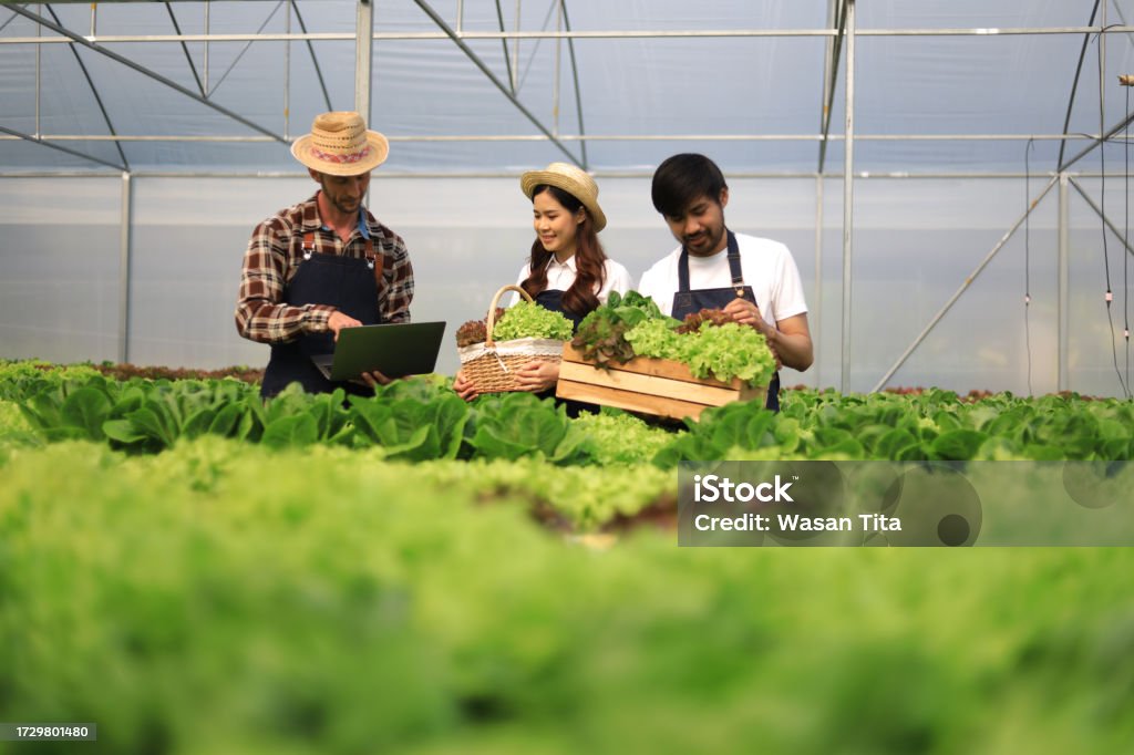 Hydroponic and Organic Plant Production Systems