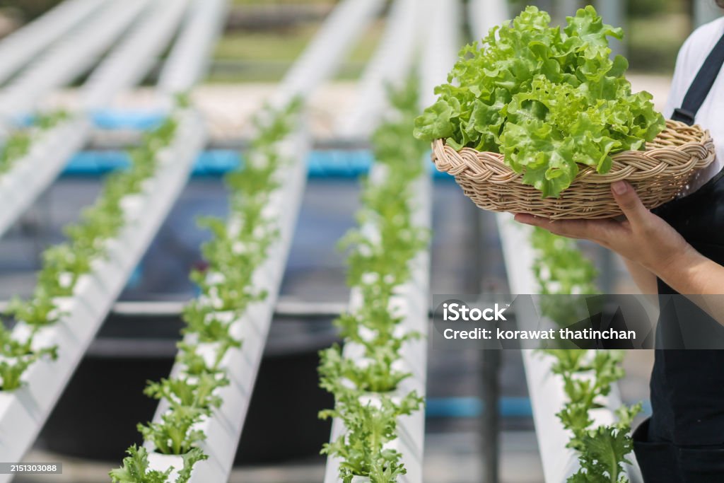 What is Hydroponics?