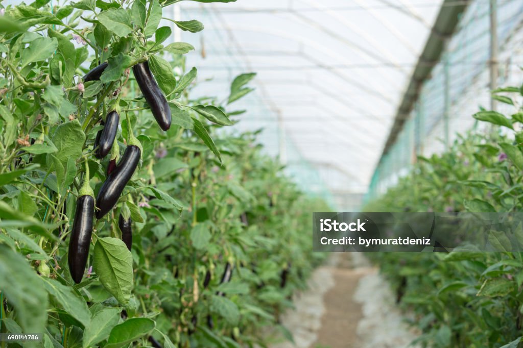 Eggplants in the Greenhouse