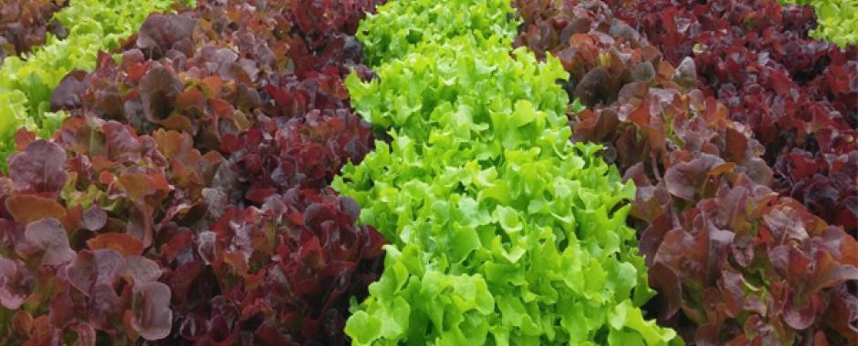 Lettuce and Other Leafy Vegetables