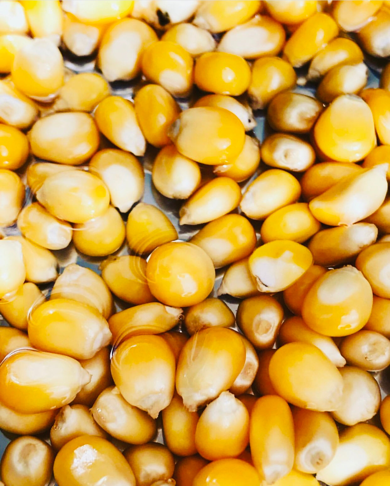 Popcorn Kernel Profile How Do You Make Popping Corn Kernels