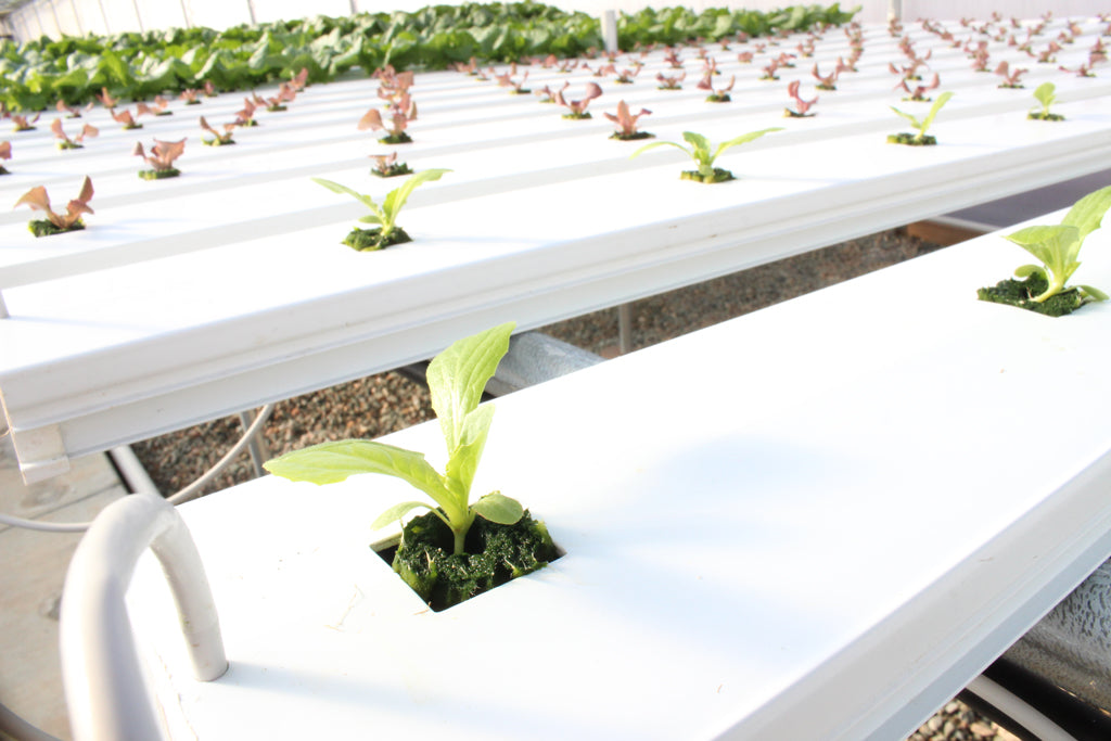 Greenhouse Plant Growing Systems