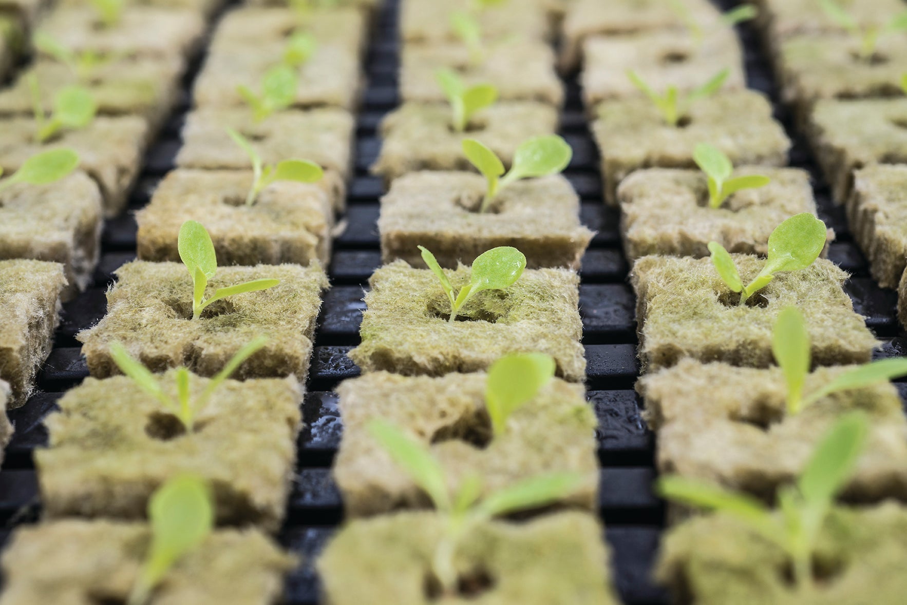 Growing Media