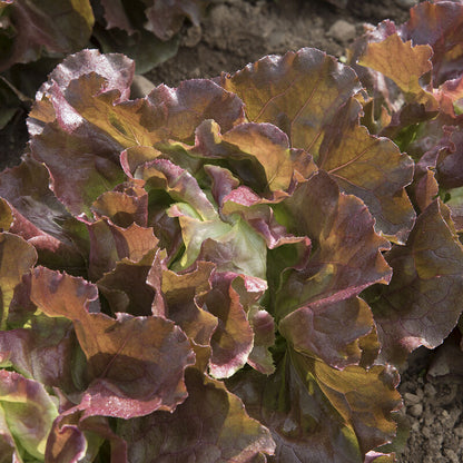 Skyphos Butterhead Lettuce Seeds